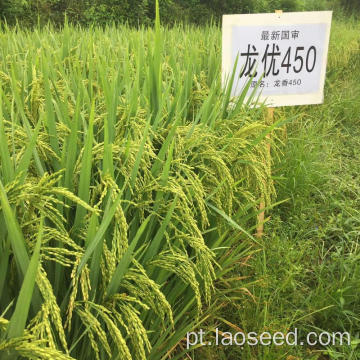 Alta qualidade todas as sementes naturais de arroz